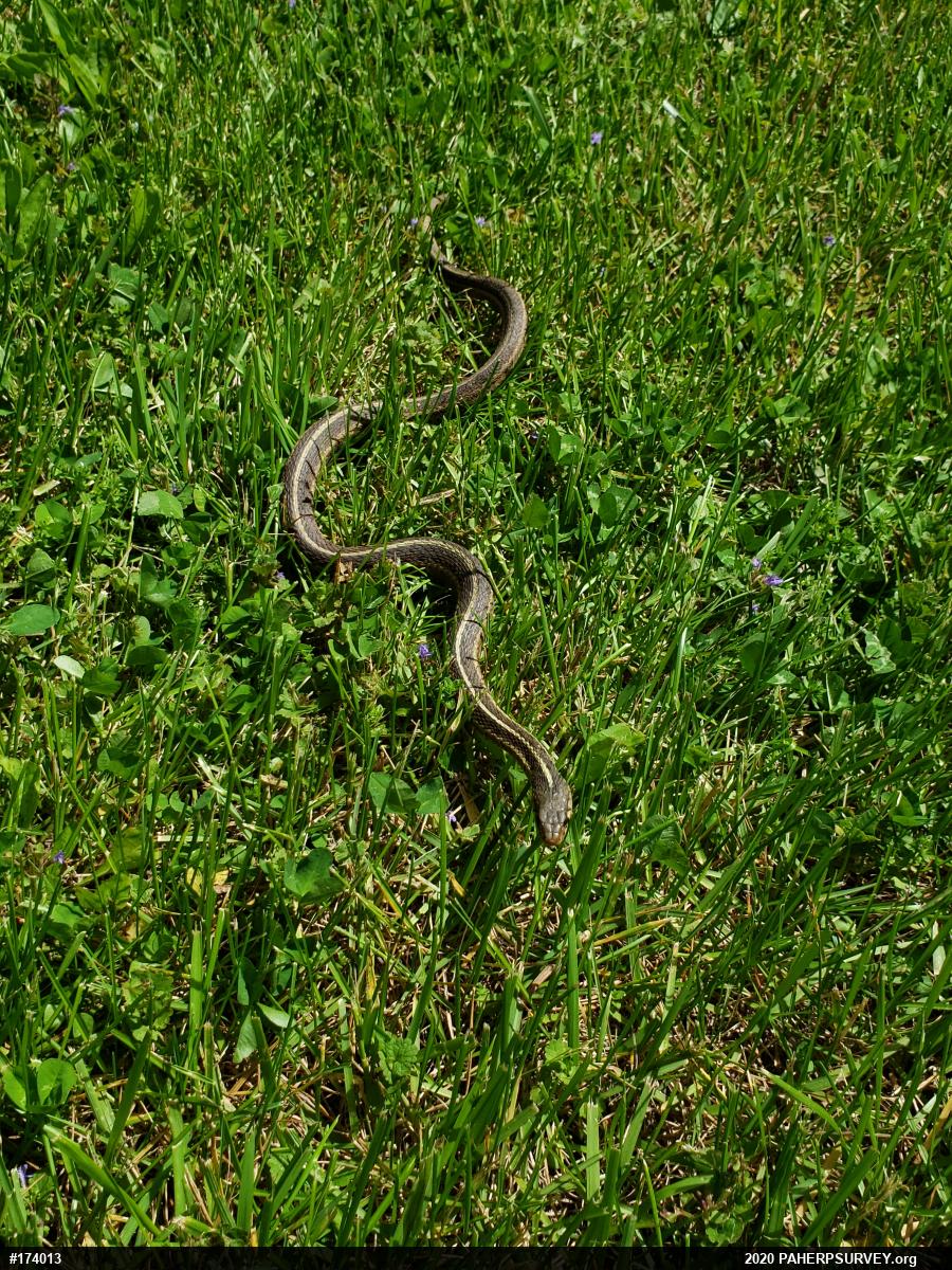 Eastern Gartersnake