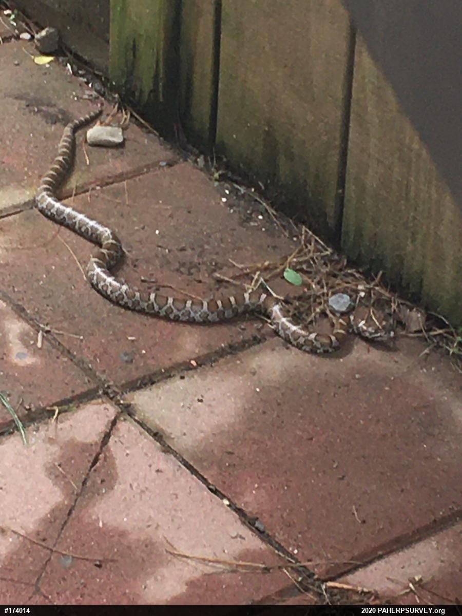 Eastern Milksnake