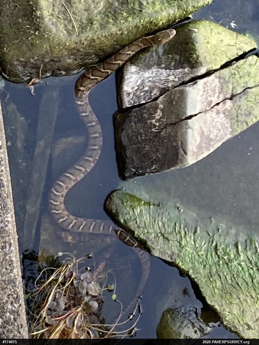 Northern Watersnake