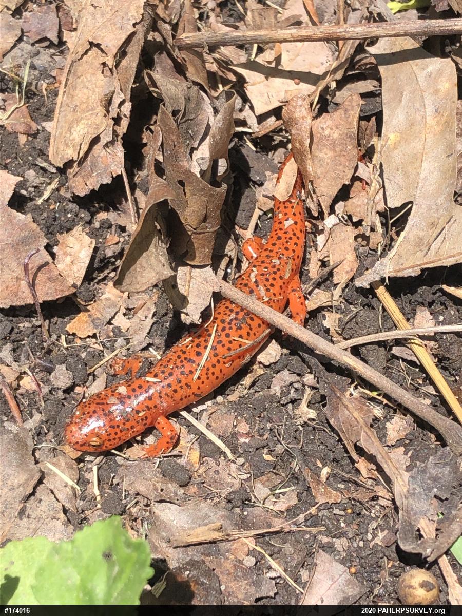 Northern Red Salamander