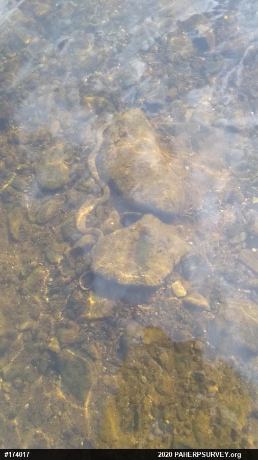 Northern Watersnake