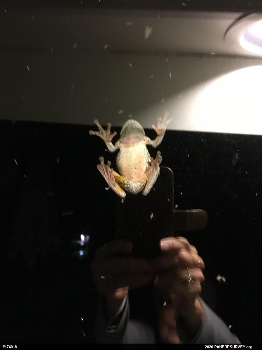 Unknown Gray Treefrog