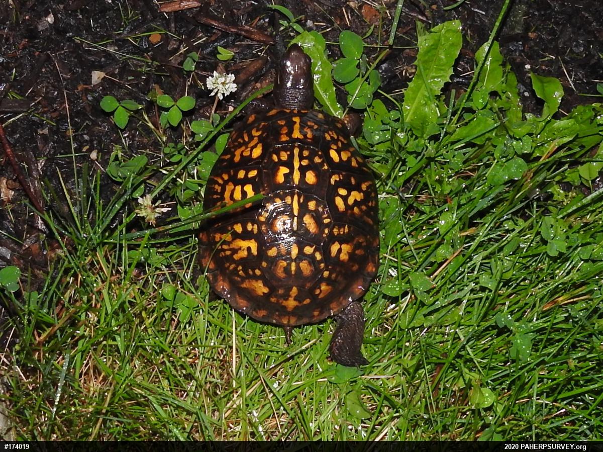 Eastern Box Turtle