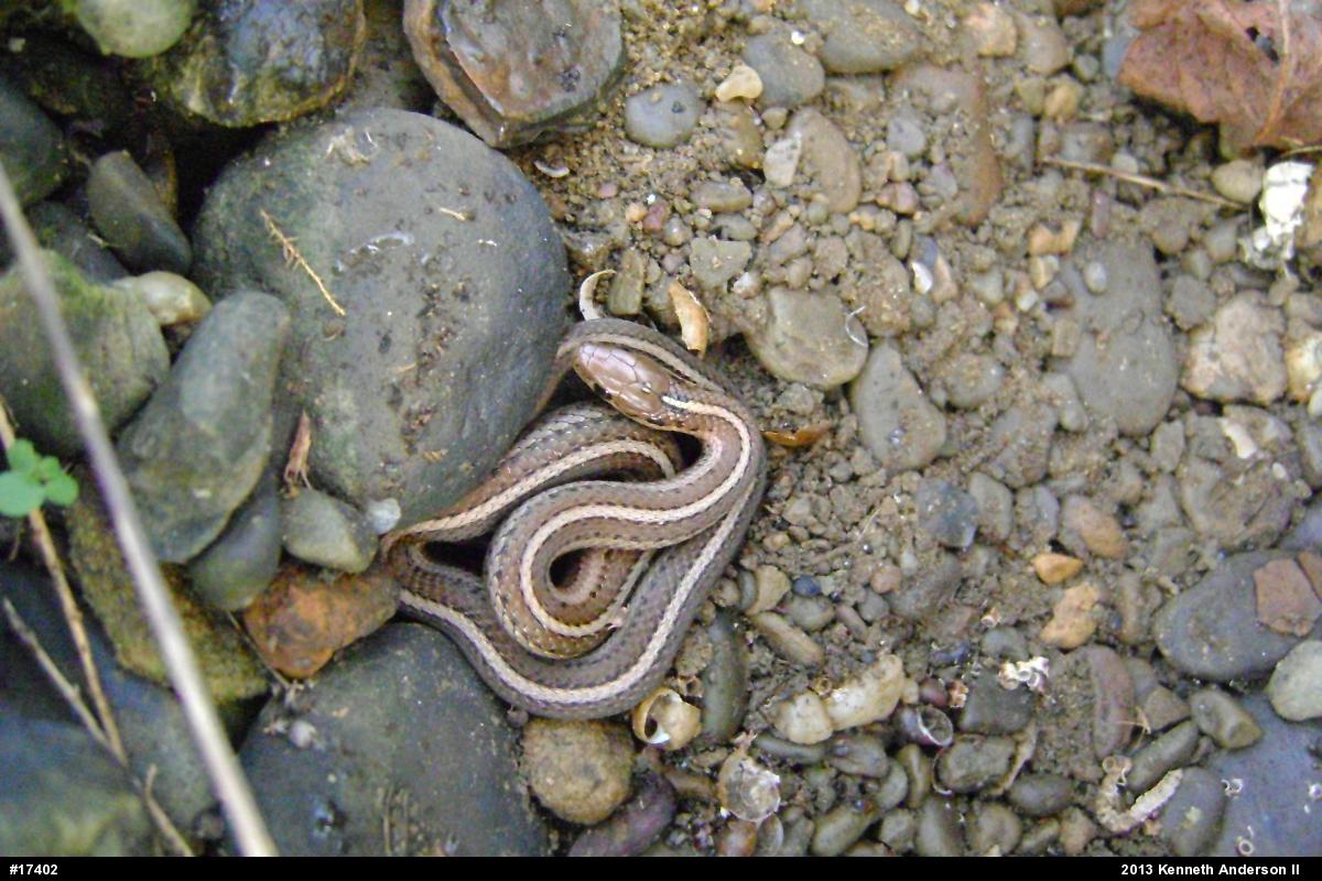 Shorthead Gartersnake