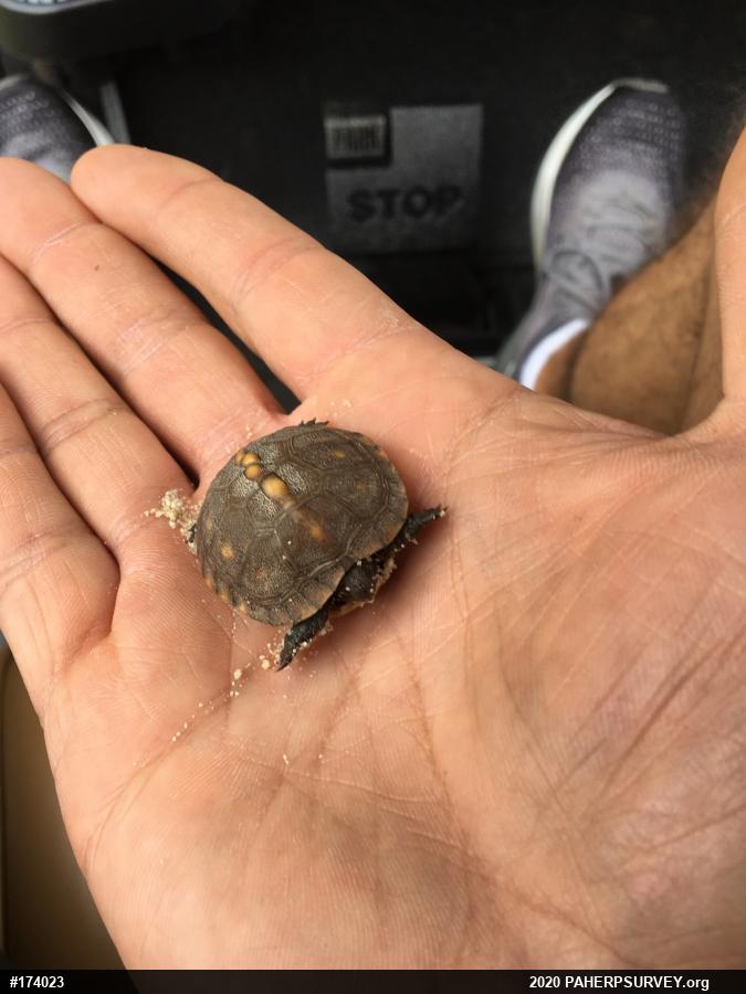 Eastern Box Turtle