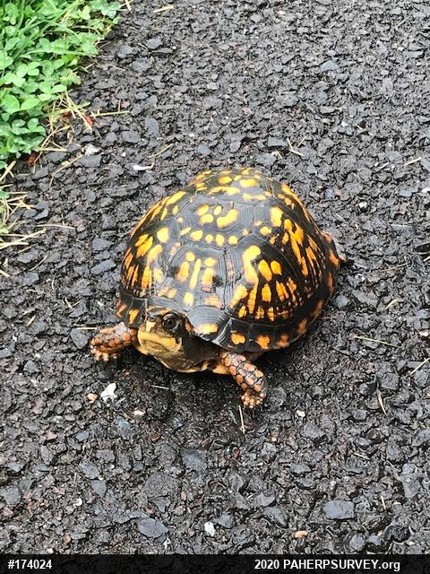 Eastern Box Turtle