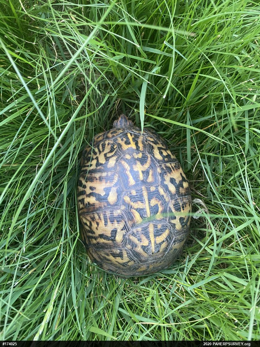 Eastern Box Turtle