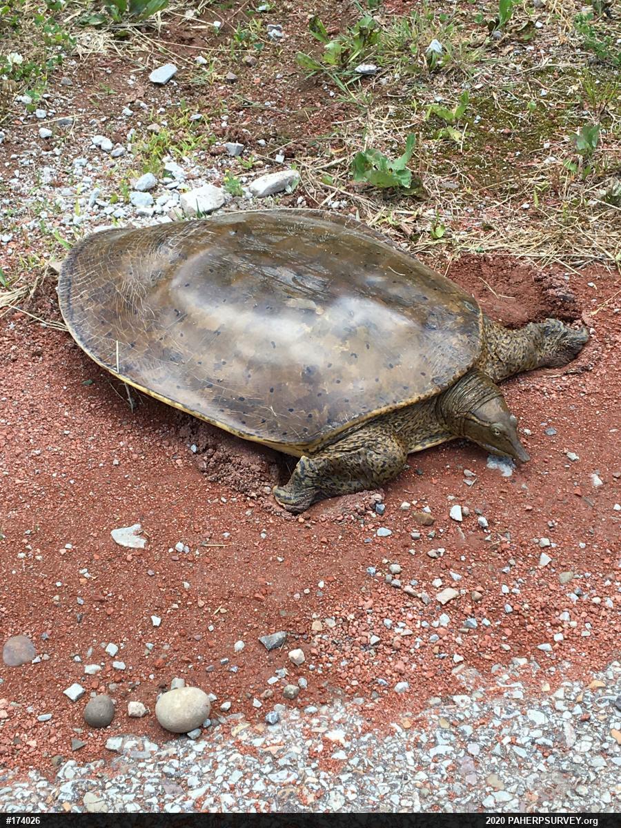 Eastern Spiny Softshell