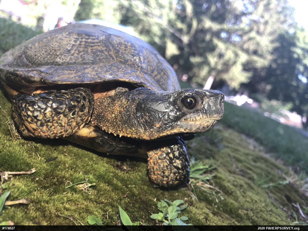 Wood Turtle