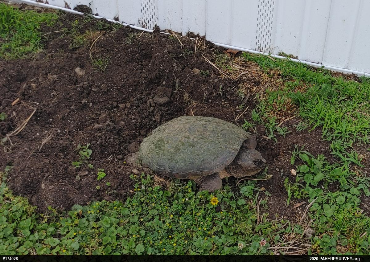 Snapping Turtle