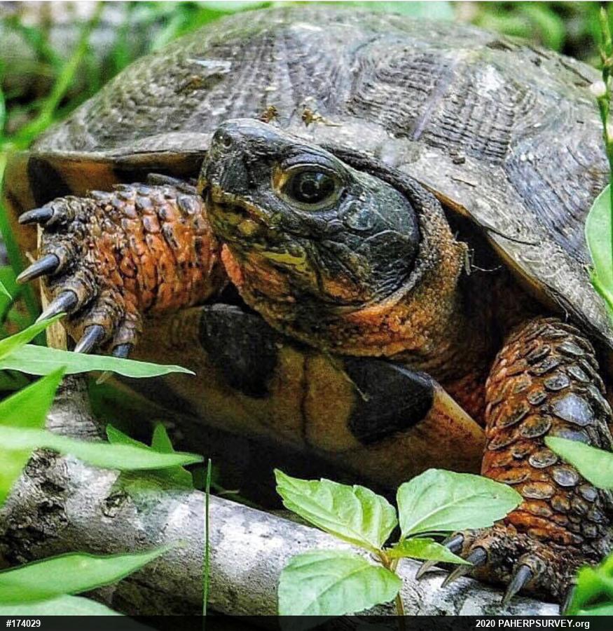 Wood Turtle