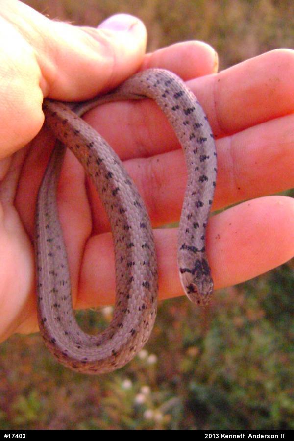 Dekay's Brownsnake