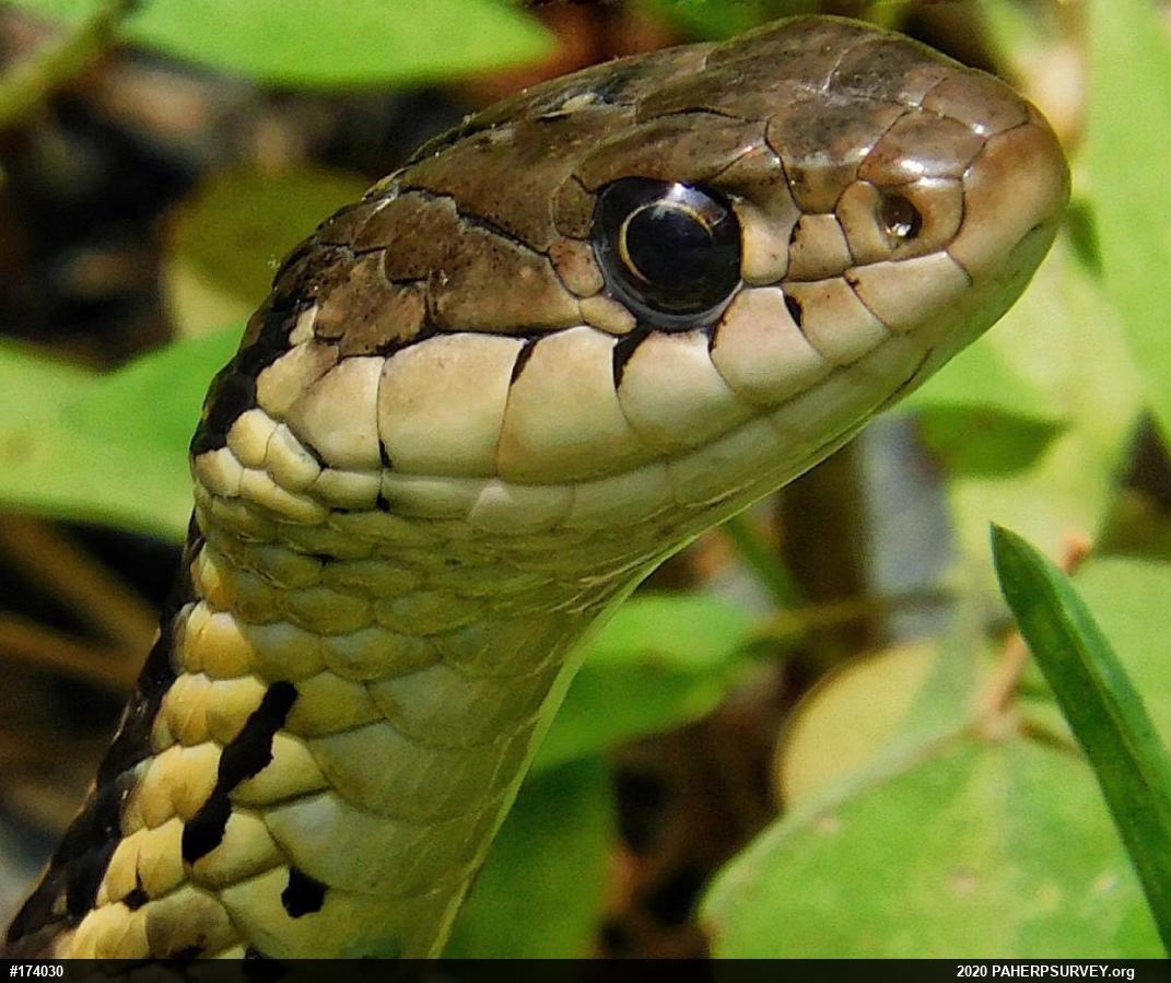 Eastern Gartersnake