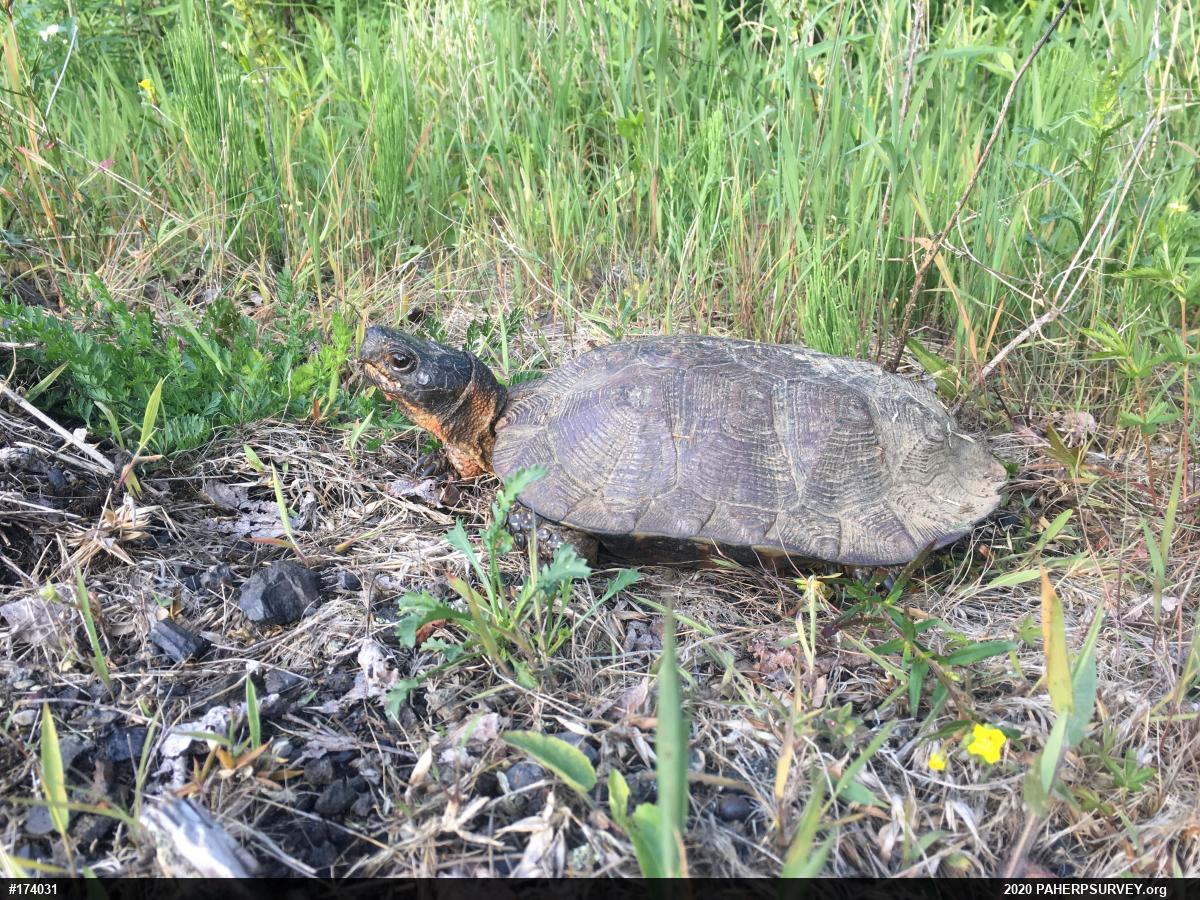 Wood Turtle
