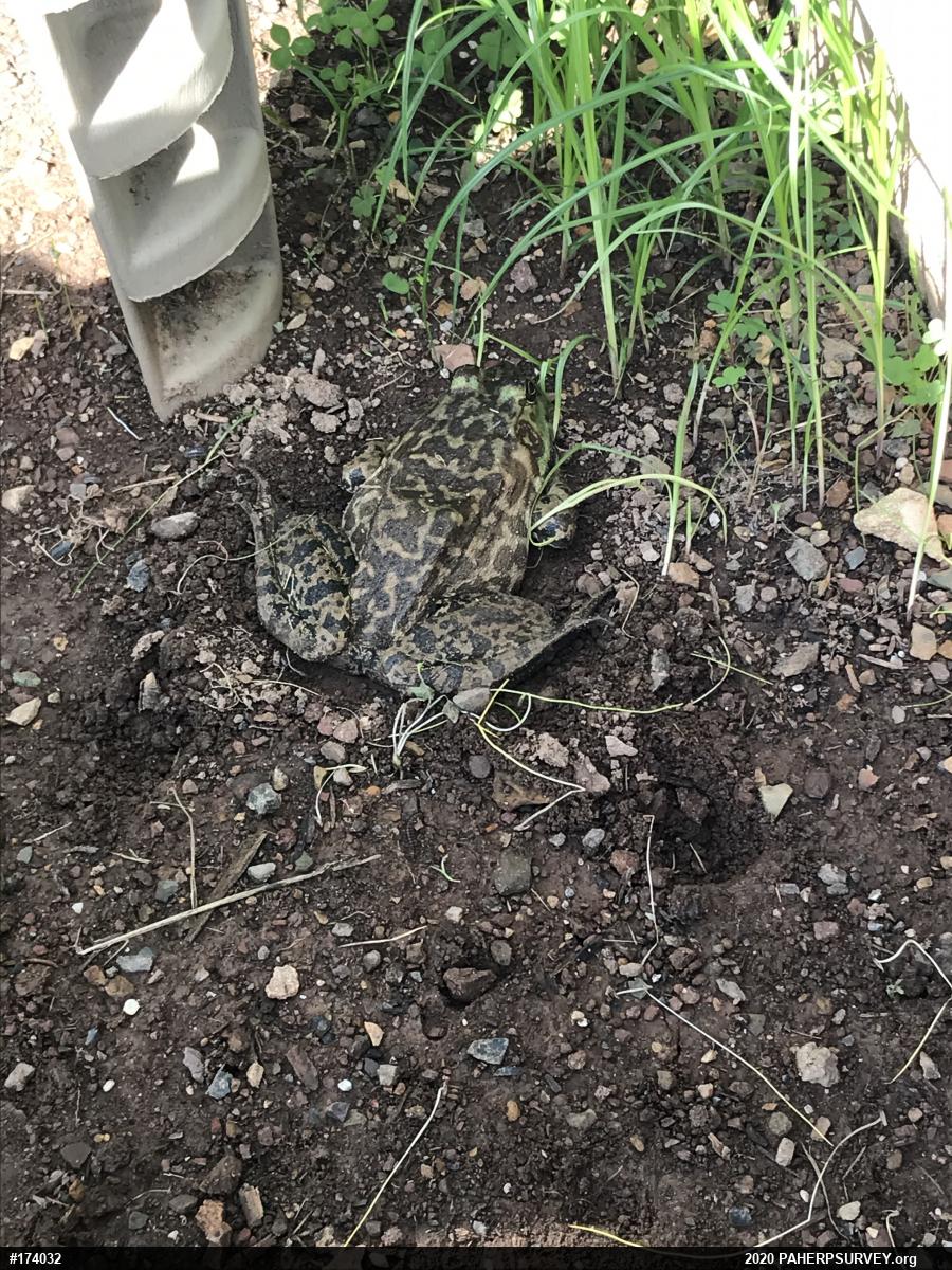 American Bullfrog