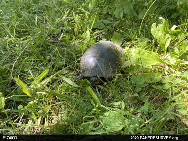 Midland Painted Turtle