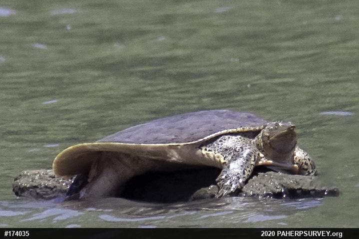 Eastern Spiny Softshell