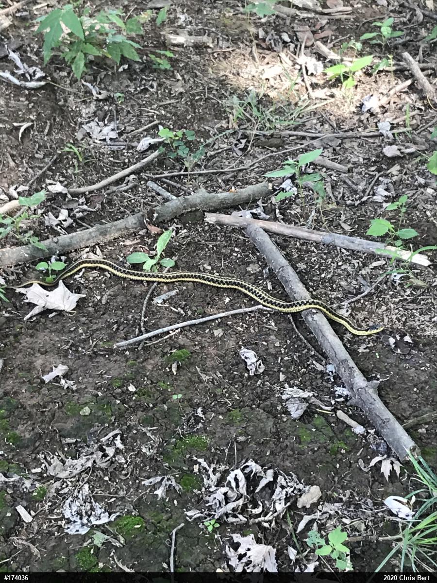 Eastern Gartersnake