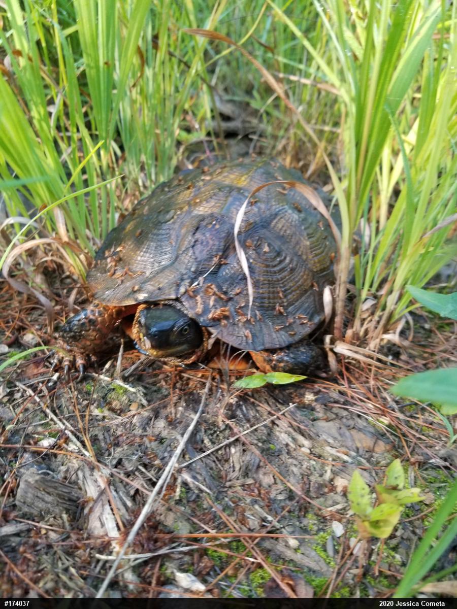 Wood Turtle