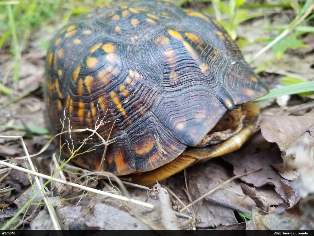 Eastern Box Turtle