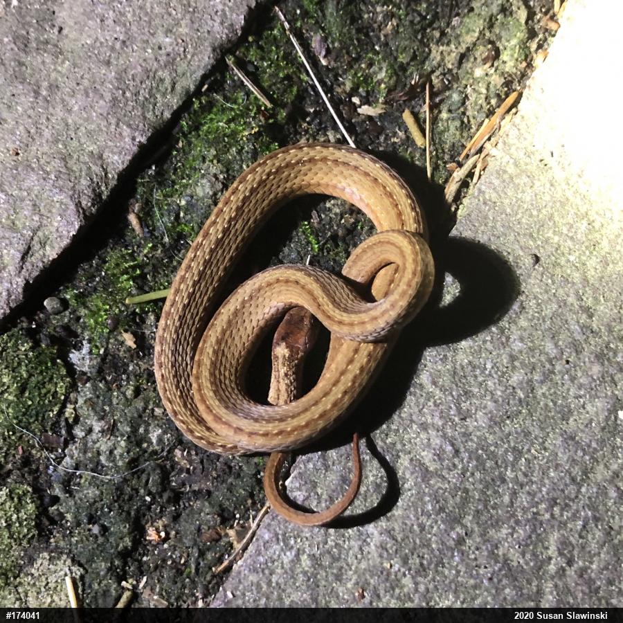 Red-bellied Snake