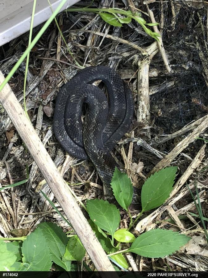 Eastern Ratsnake