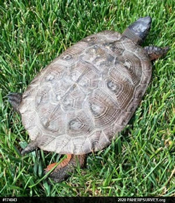 Wood Turtle