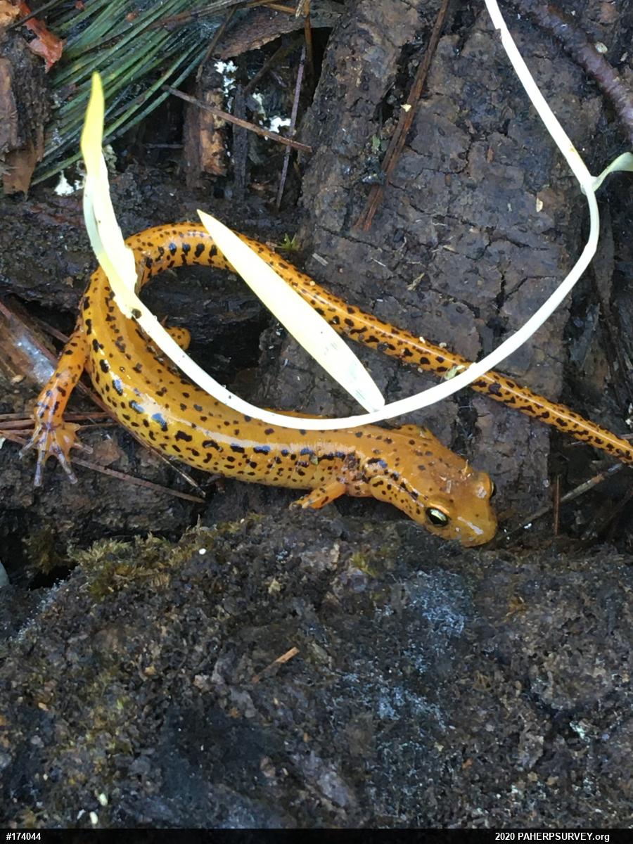 Eastern Long-tailed Salamander
