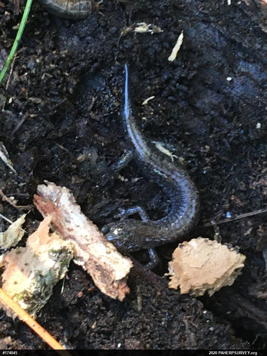 Eastern Red-backed  Salamander