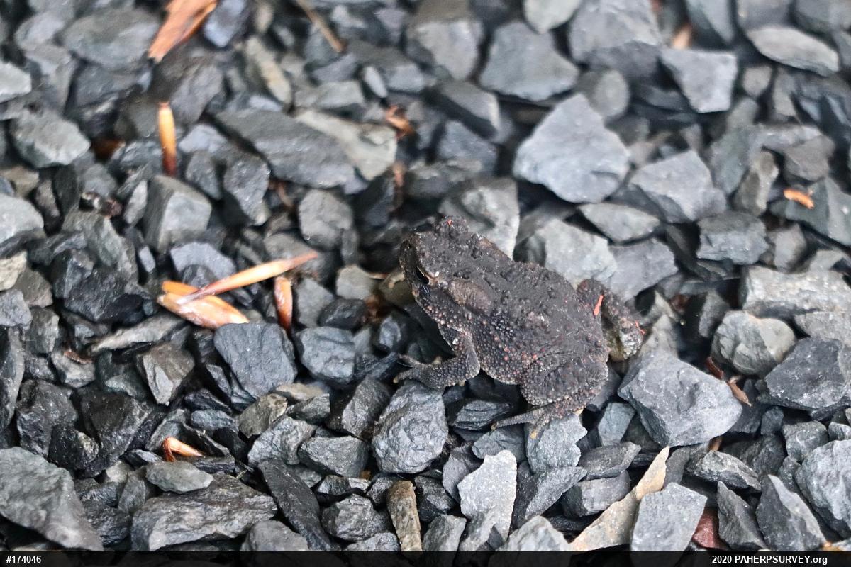 Eastern American Toad