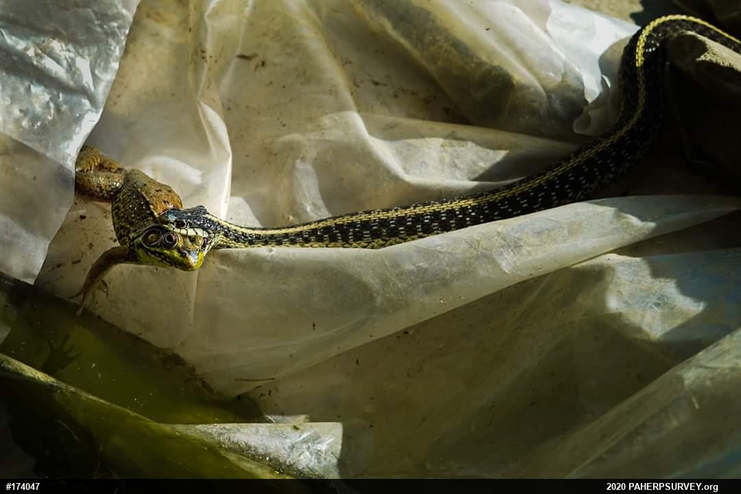 Eastern Gartersnake
