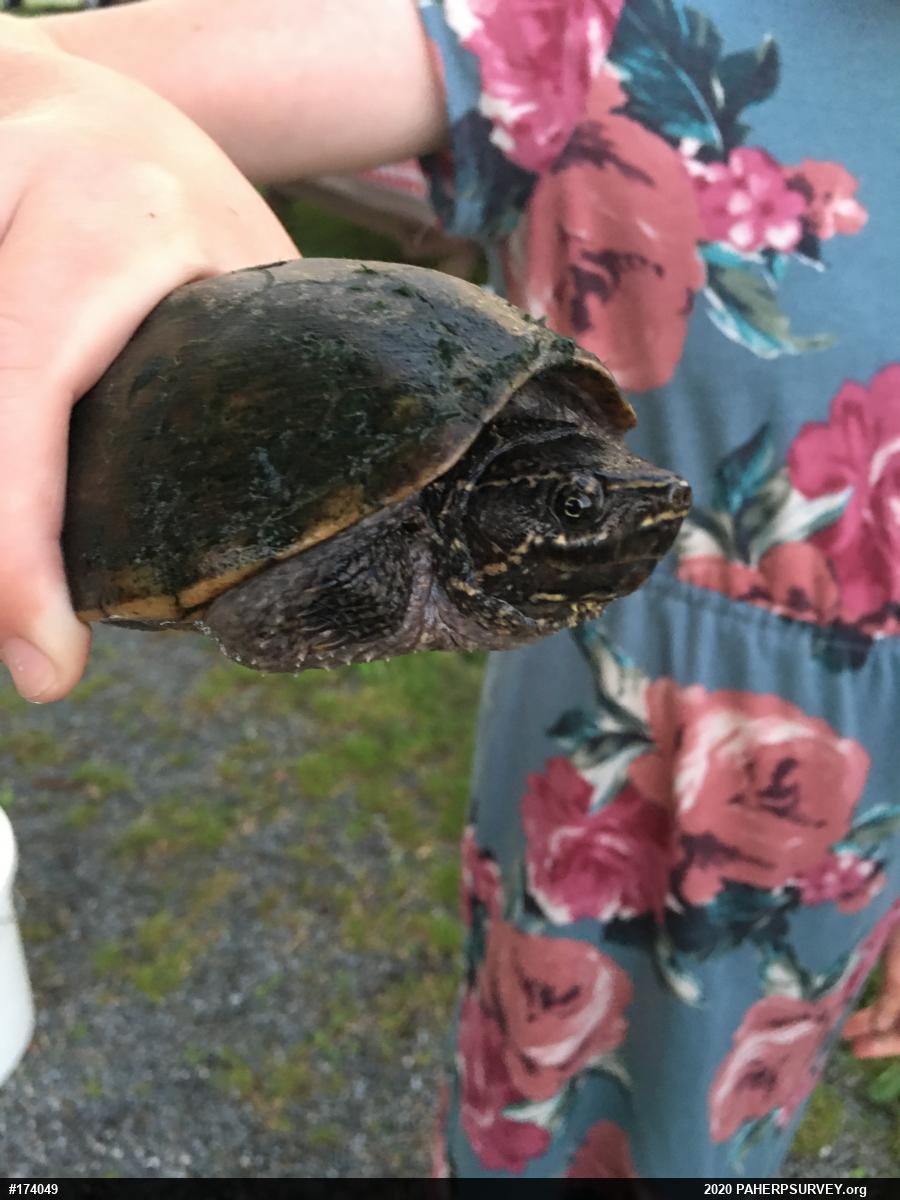 Eastern Musk Turtle