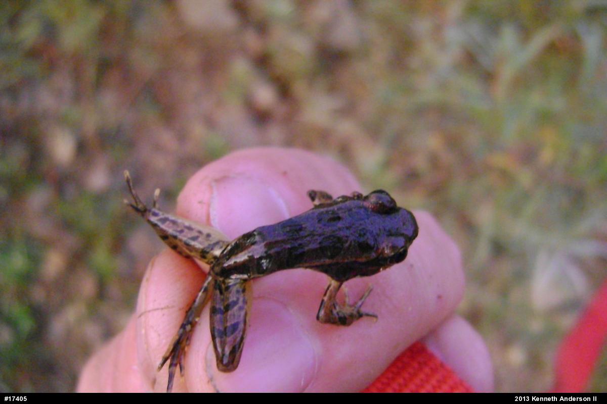 Pickerel Frog
