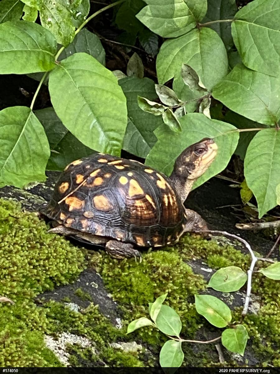 Eastern Box Turtle