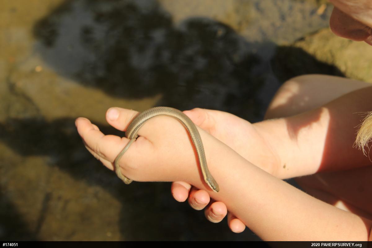 Queensnake