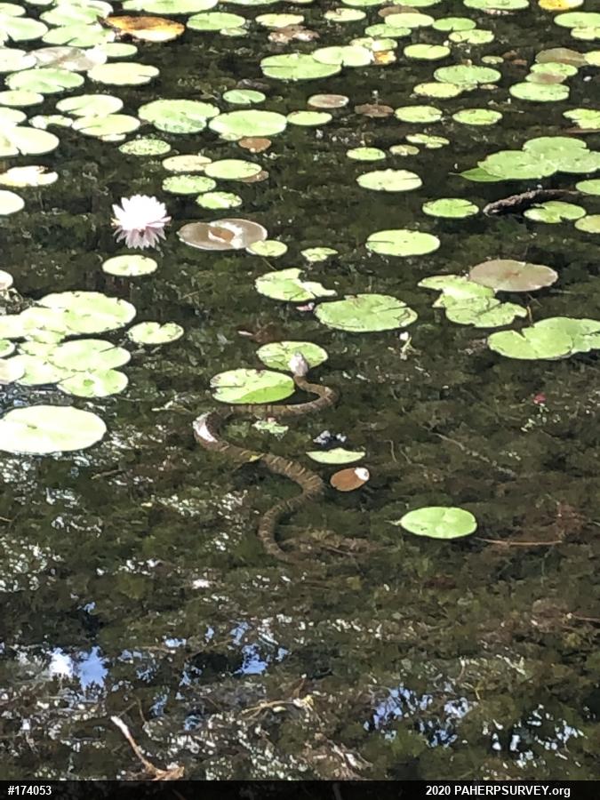 Northern Watersnake