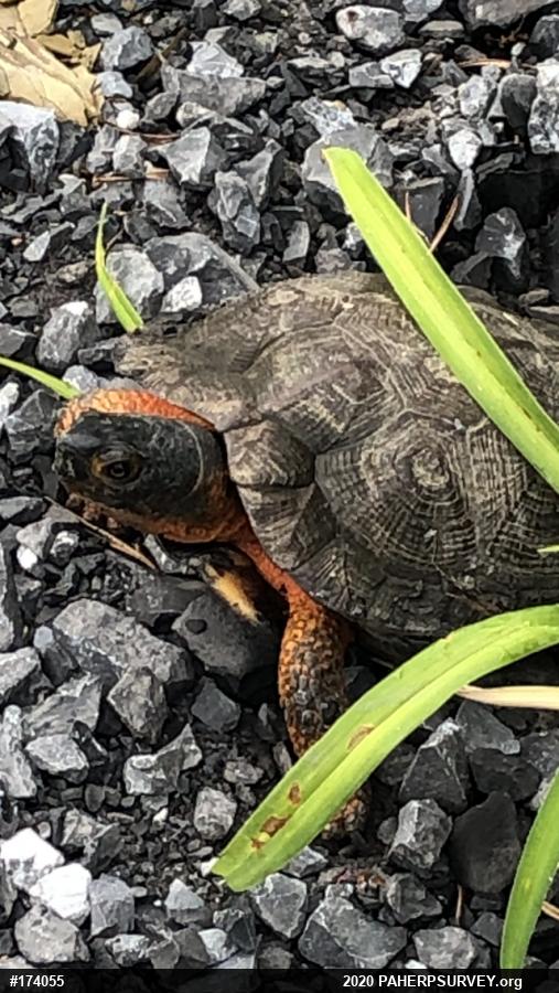 Wood Turtle