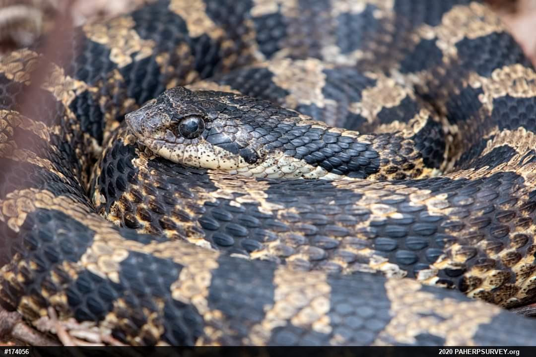 Eastern Hog-nosed Snake