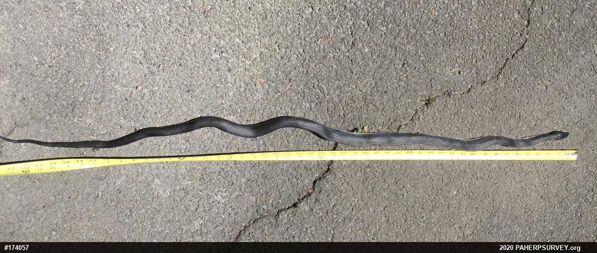 Eastern Ratsnake