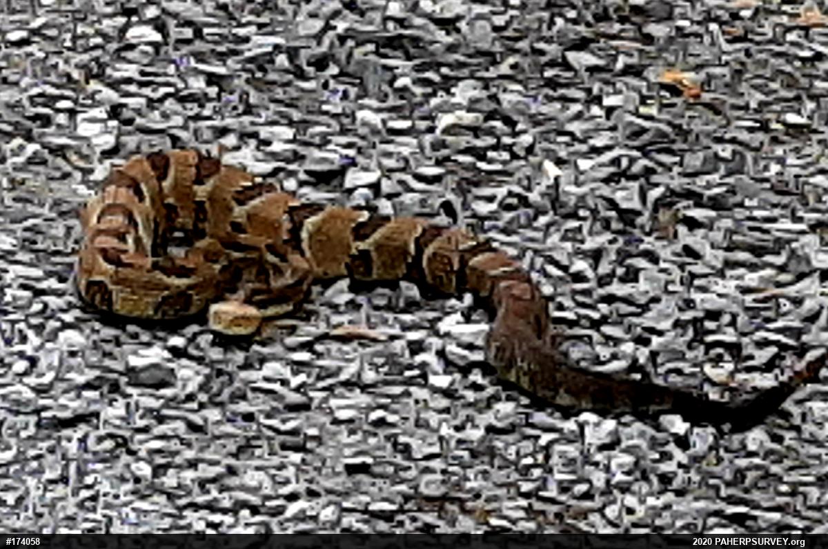Timber Rattlesnake