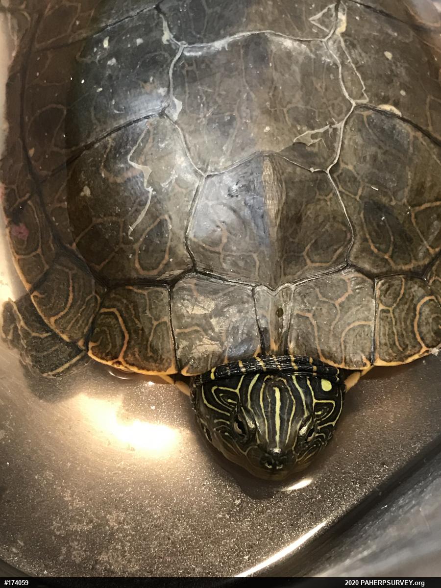 Northern Map Turtle