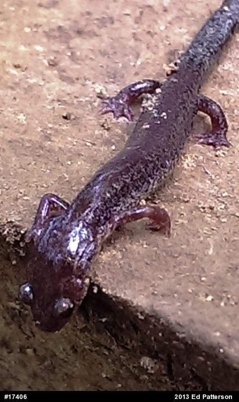 Valley And Ridge Salamander