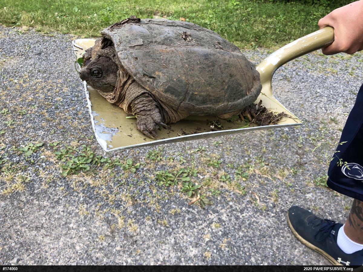Snapping Turtle