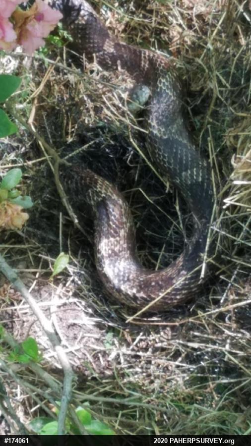 Eastern Ratsnake