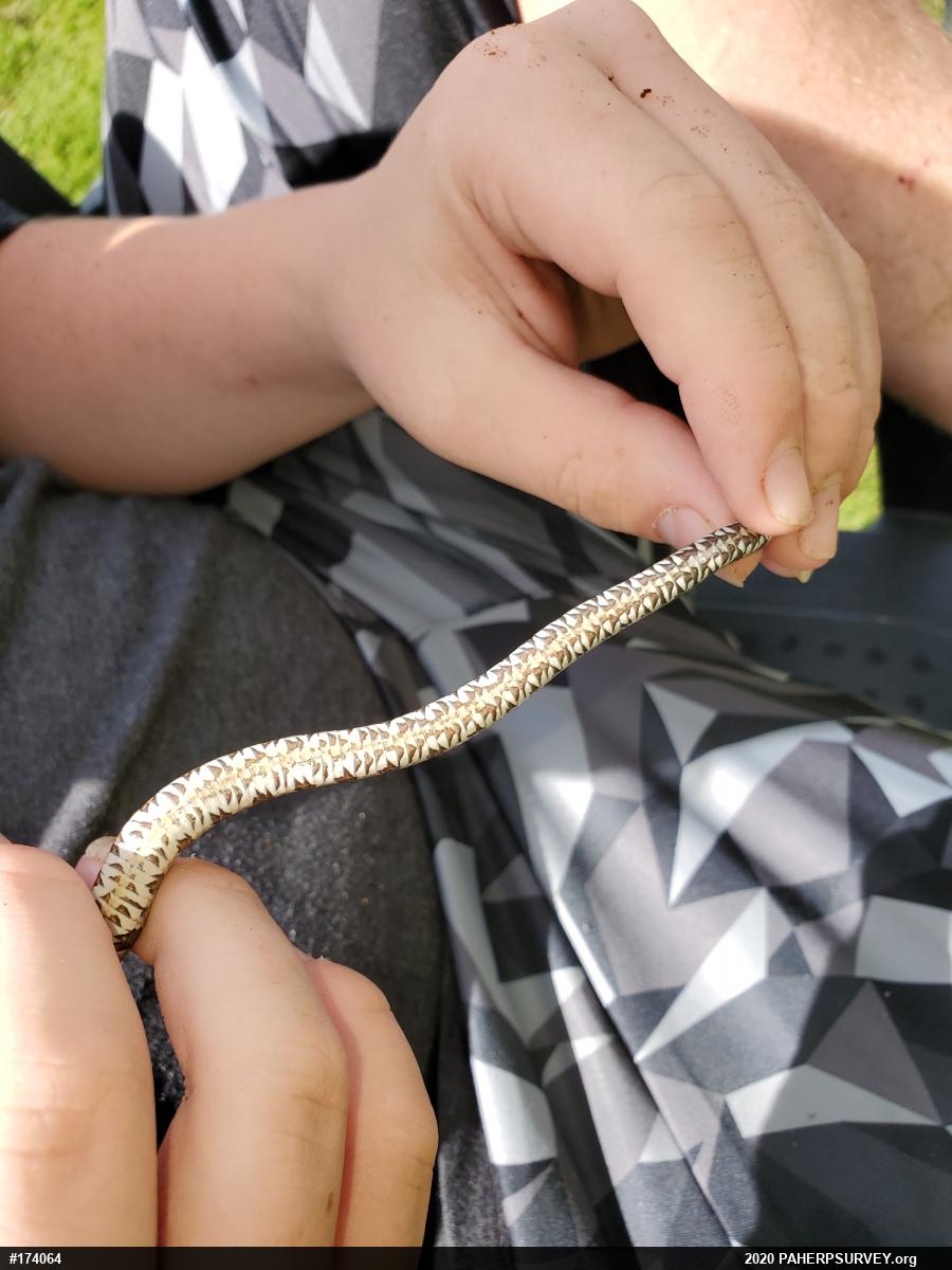 Northern Watersnake