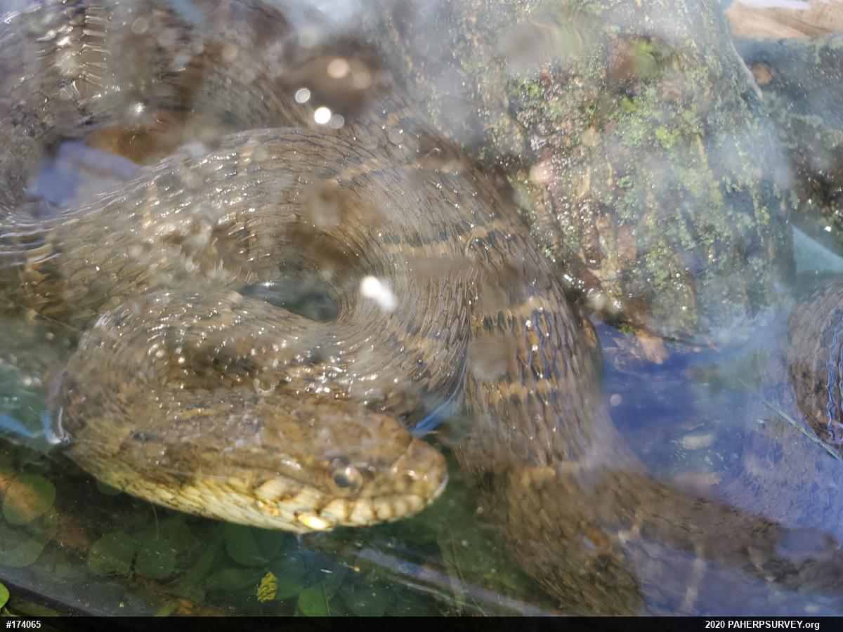 Northern Watersnake