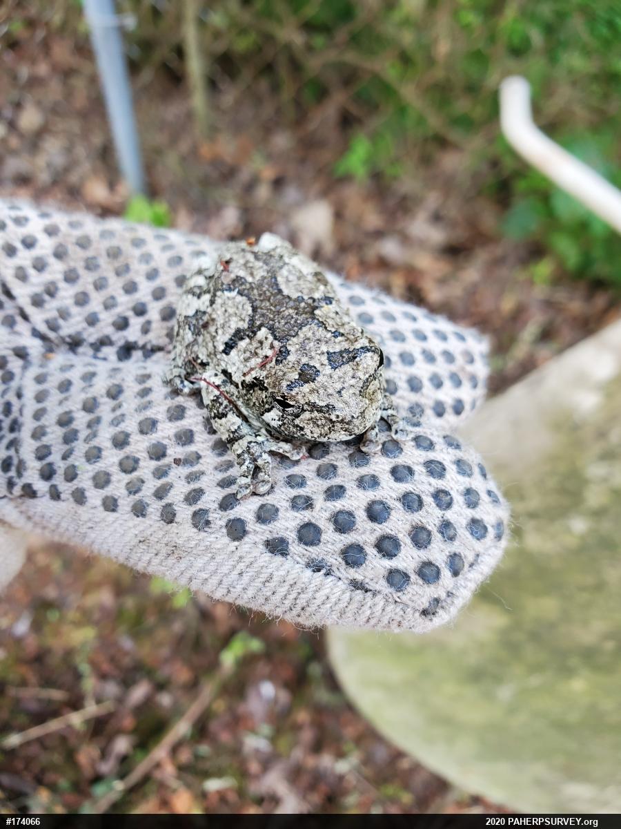 Unknown Gray Treefrog