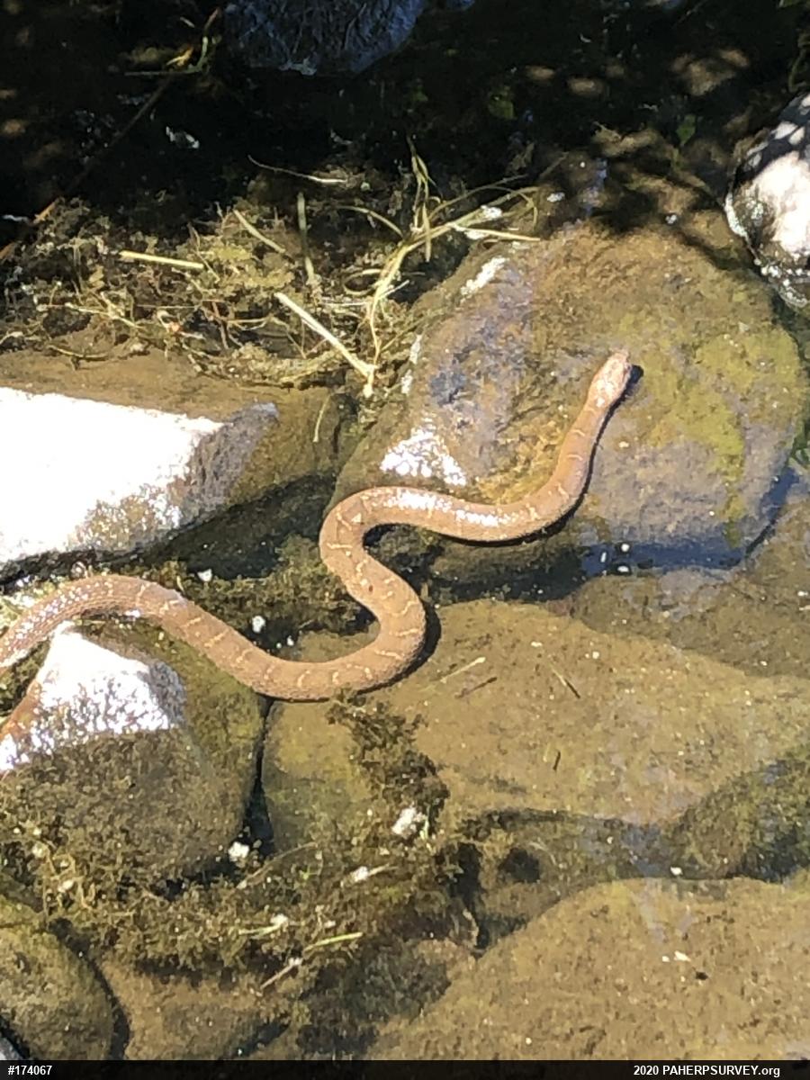 Northern Watersnake