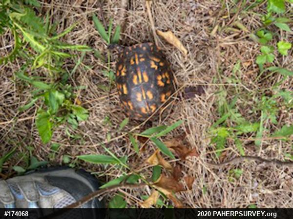 Eastern Box Turtle