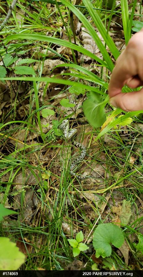 Eastern Ratsnake